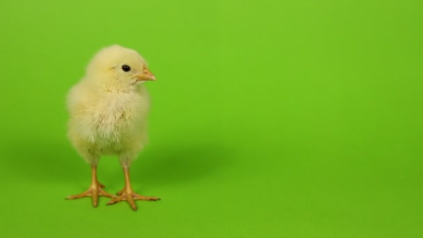 polluelo sobre fondo verde
 - Metraje, vídeo