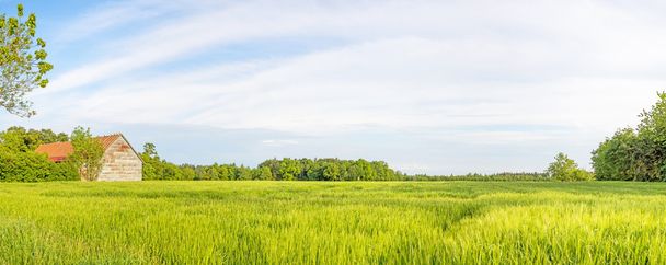 Rural landscape panorama with wheat field and barn - Foto, afbeelding