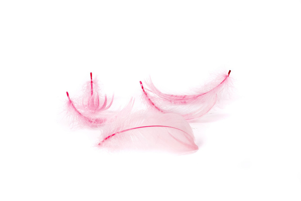 pena de pássaro rosa perdida no fundo branco
 - Foto, Imagem