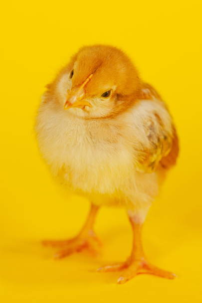 Kleine Hühnerbabys - Foto, Bild
