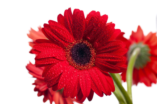 Flor de gerbera vermelha perto
 - Foto, Imagem