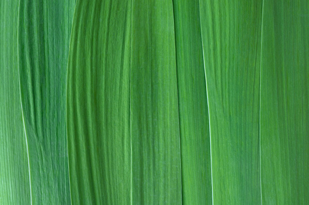 Green background for design - Photo, Image