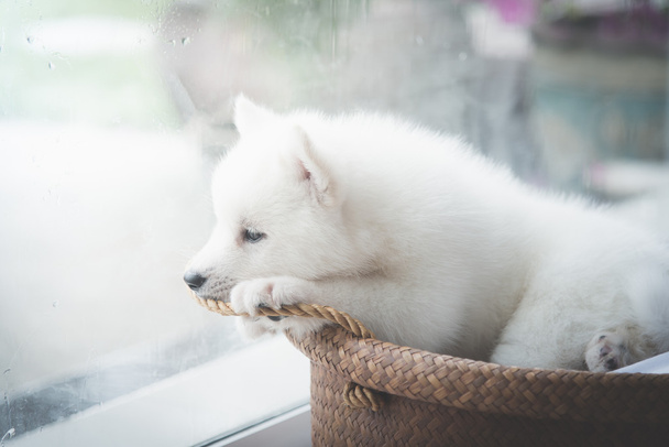 puppy bij het raam, vintage filter - Foto, afbeelding