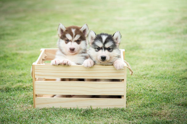 Lindos cachorros husky siberianos pagando en caja de madera
  - Foto, imagen