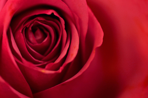 közeli piros rózsa - Fotó, kép