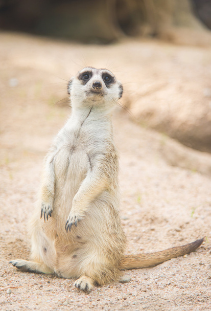 Close up van meerkat  - Foto, afbeelding