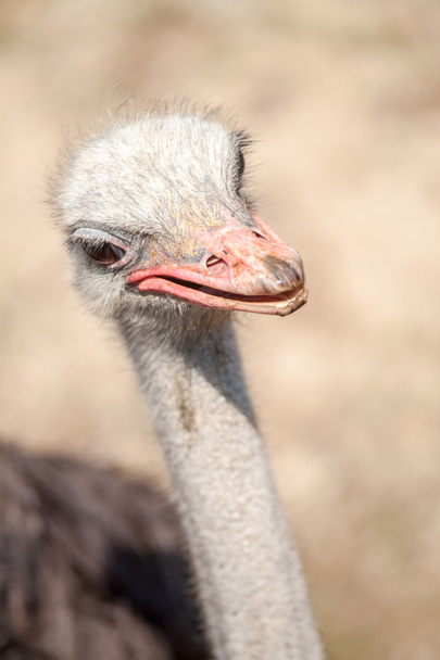Close-up de um avestruz macho
 - Foto, Imagem