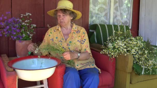 Femme grand-mère senior avec chapeau ramasser des herbes de fleurs de camomille. 4K
 - Séquence, vidéo