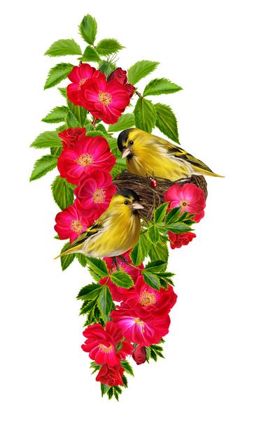 Two little yellow bird. A bird in the nest. The branch of red ro - Foto, imagen