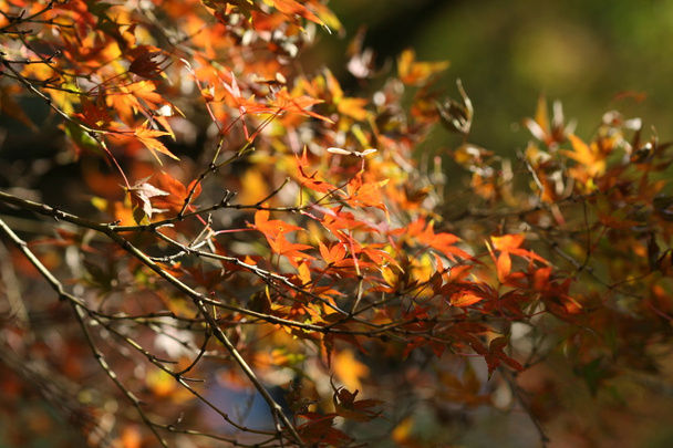 kırmızı akçaağaç yaprakları - Fotoğraf, Görsel