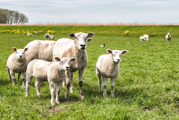 Lampaat ja karitsat vihreällä niityllä
 - Valokuva, kuva