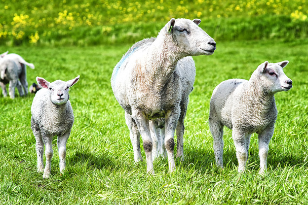 子羊と羊 - 写真・画像