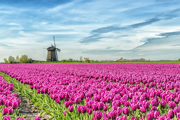 campo tradicional de Holanda
 - Foto, imagen