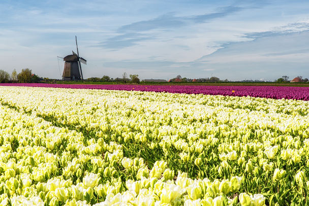 zona rural tradicional holandesa
 - Foto, Imagem