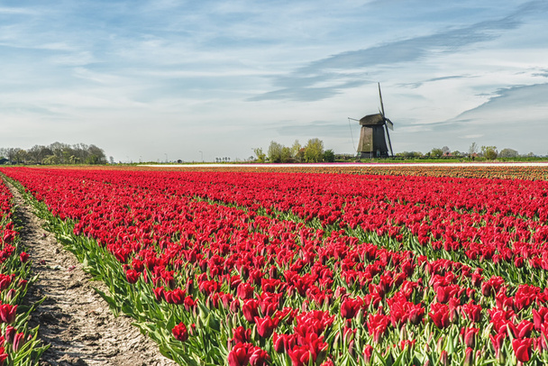Tipico paesaggio primaverile olandese
 - Foto, immagini
