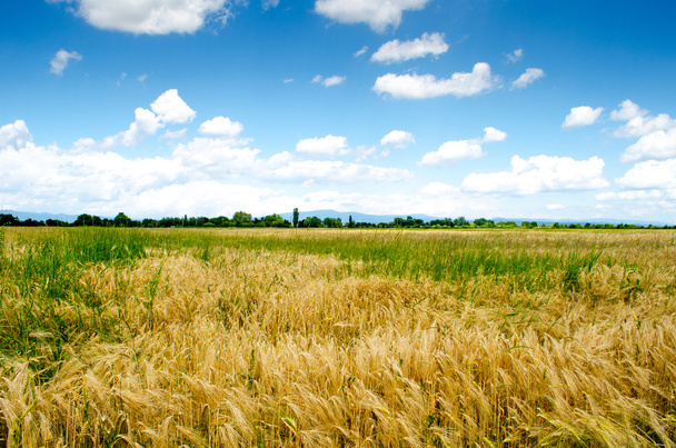 Yazın buğday tarlası - Fotoğraf, Görsel