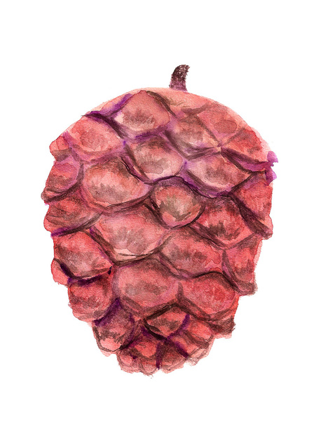Pink cedar cone - Фото, изображение