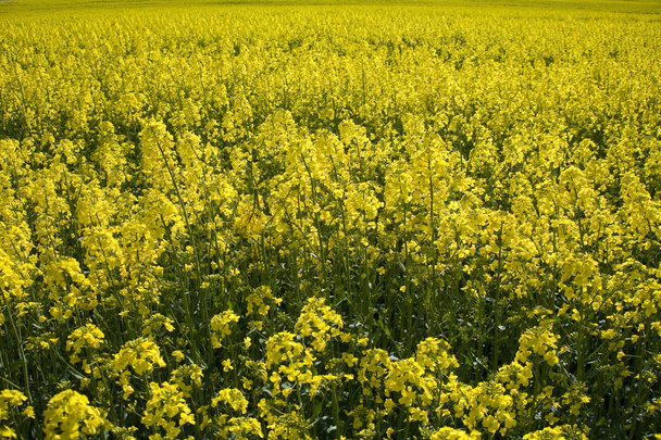landscape yellow rape and blue sky - Photo, Image