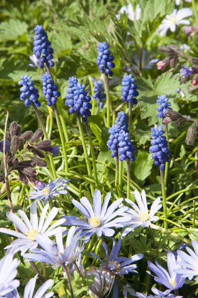 sininen rypäleen hyasintti kukkivassa puutarhassa
 - Valokuva, kuva