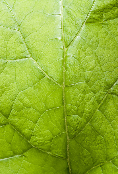 Detalhe folha verde
 - Foto, Imagem