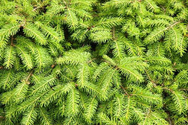 köknar ağacı dalları yeşil arka plan - Fotoğraf, Görsel