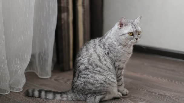 Playful gray scottish cat, close-up - Materiał filmowy, wideo