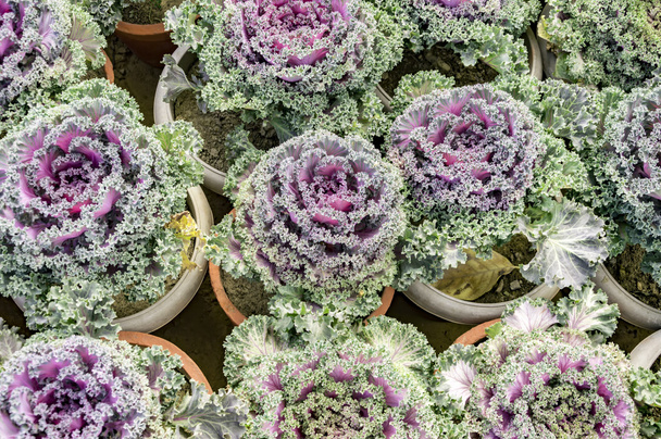 Purple kale ornamental cabbage - Photo, Image