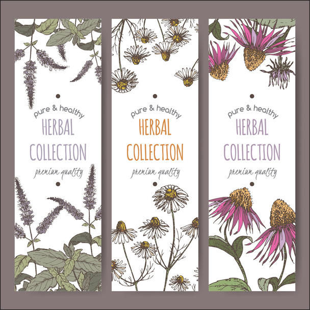 Three color vector herbal labels with peppermint, chamomile and echinacea - Vector, imagen
