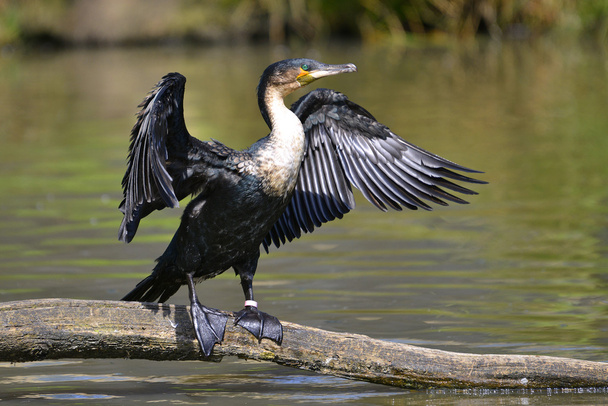 White-breasted Cormorant with opened wings - Photo, Image