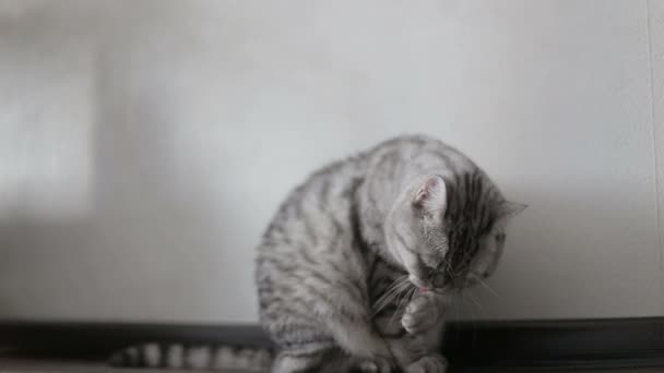 Playful gray scottish cat washes at home, close-up - Felvétel, videó