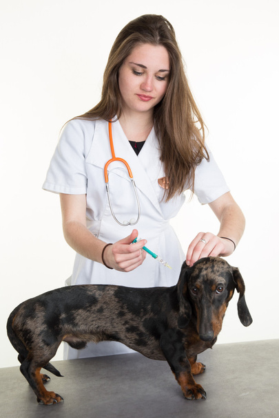 Γυναίκα κτηνίατρος δόσιμο στο σκυλί ένα εμβόλιο με σύριγγα - Φωτογραφία, εικόνα