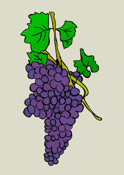 Image of a plant of grapes - Photo, Image