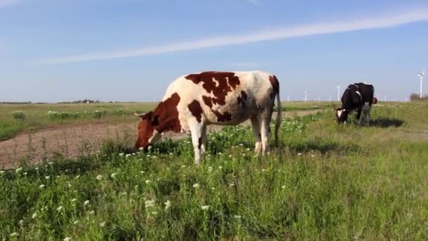 krowy pasące się na zielonej łące - Materiał filmowy, wideo