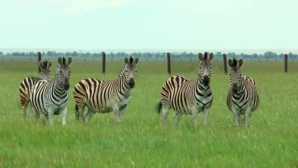 Vijf Zebra's permanent in de wildernis zwaaien staarten - Video