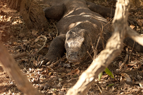 Komodo Smok największych jaszczurka w parku narodowym. Indonezja. - Zdjęcie, obraz