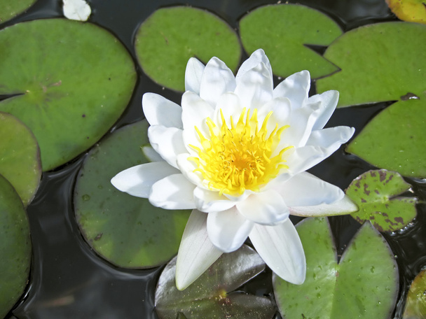 White lotus flower floating in water - Фото, изображение