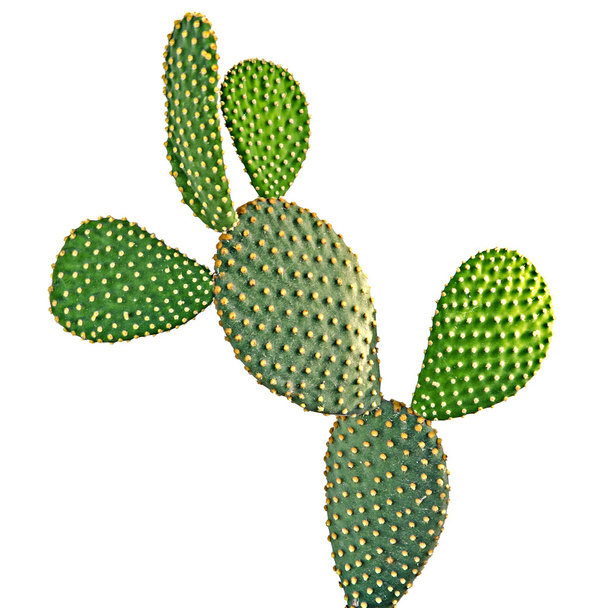 Cactus de Opuntia aislados sobre fondo blanco
 - Foto, imagen