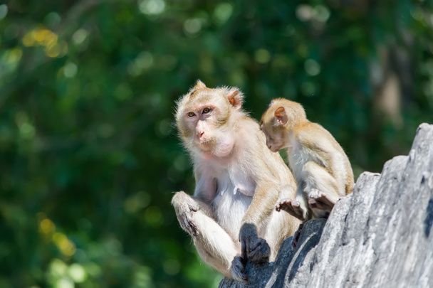 πίθηκοι στην Ταϊλάνδη, όμορφη πιθήκους, - Φωτογραφία, εικόνα
