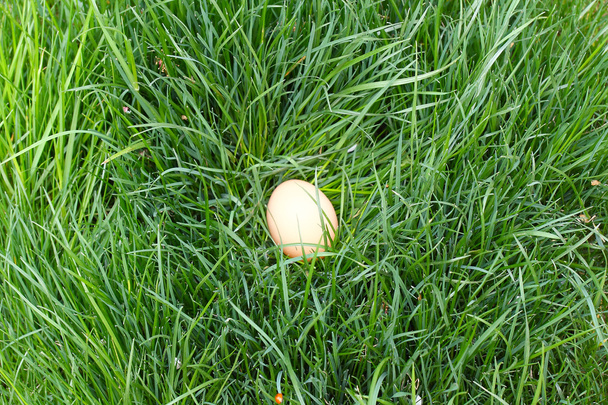 jajko w gnieździe - Zdjęcie, obraz