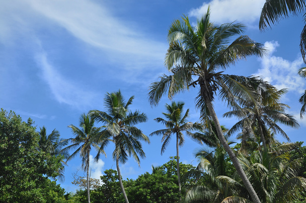 Пальмові дерева на Bahia Honda - Фото, зображення