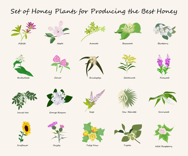 Honing planty instellen - Vector, afbeelding