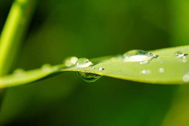 sumer rain drops on green plants - Foto, afbeelding