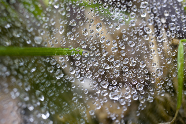 Kapky rosy na pavučina, makro svět ve vodě - Fotografie, Obrázek