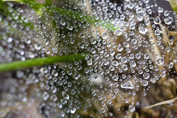 Kapky rosy na pavučina, makro svět ve vodě - Fotografie, Obrázek