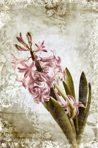 stare zdjęcie sztuki spirng kwiat Hiacynt  - Zdjęcie, obraz