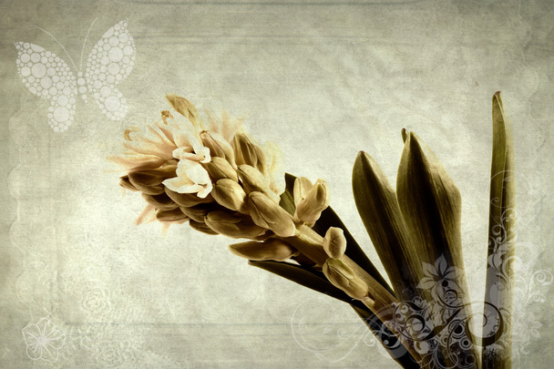 oude foto van de kunst van spirng bloem hyacint  - Foto, afbeelding