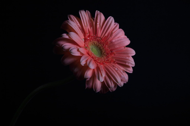 daisy on black - Photo, Image