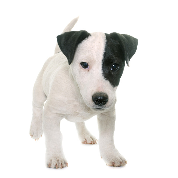 Cachorro jack russel terrier
 - Foto, imagen