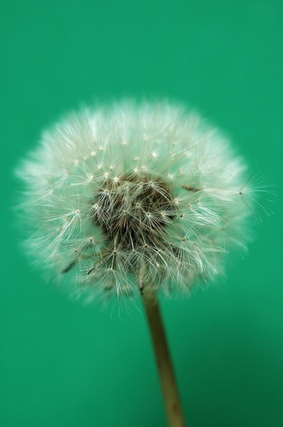 close-upweergave van paardebloem seedball bloem plant - Foto, afbeelding
