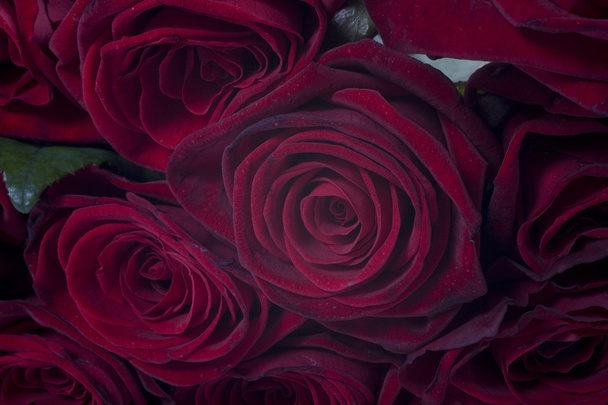 beautiful red rose  flower love valentine day  wedding  background  - Fotografie, Obrázek